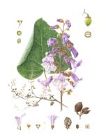 Korean paulownia